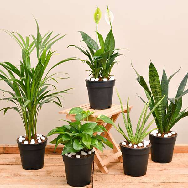 Air-Purifying Plants