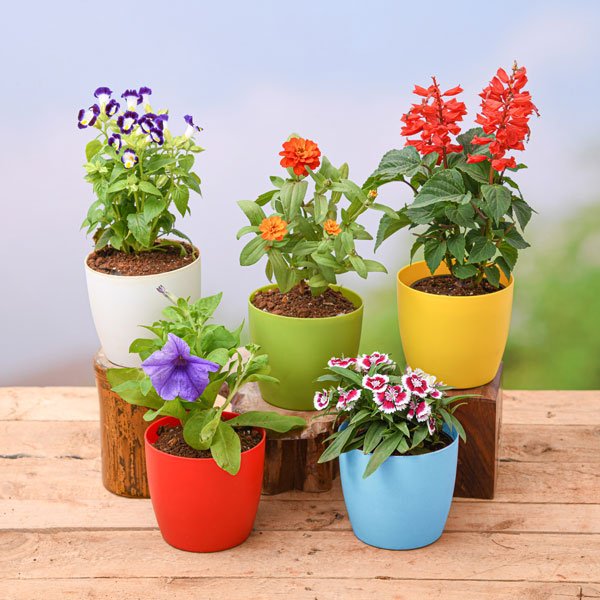 Flowering Plants Collection