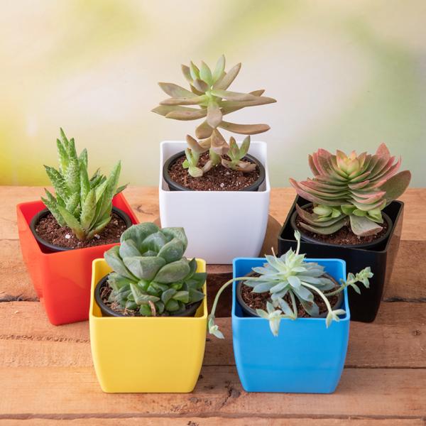 Succulents Collection